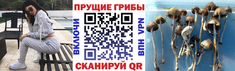 Галлюциногенные грибы Psilocybe  Купить  Муравленко 